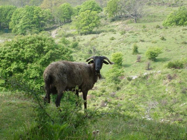 Toskana-Schaf.JPG